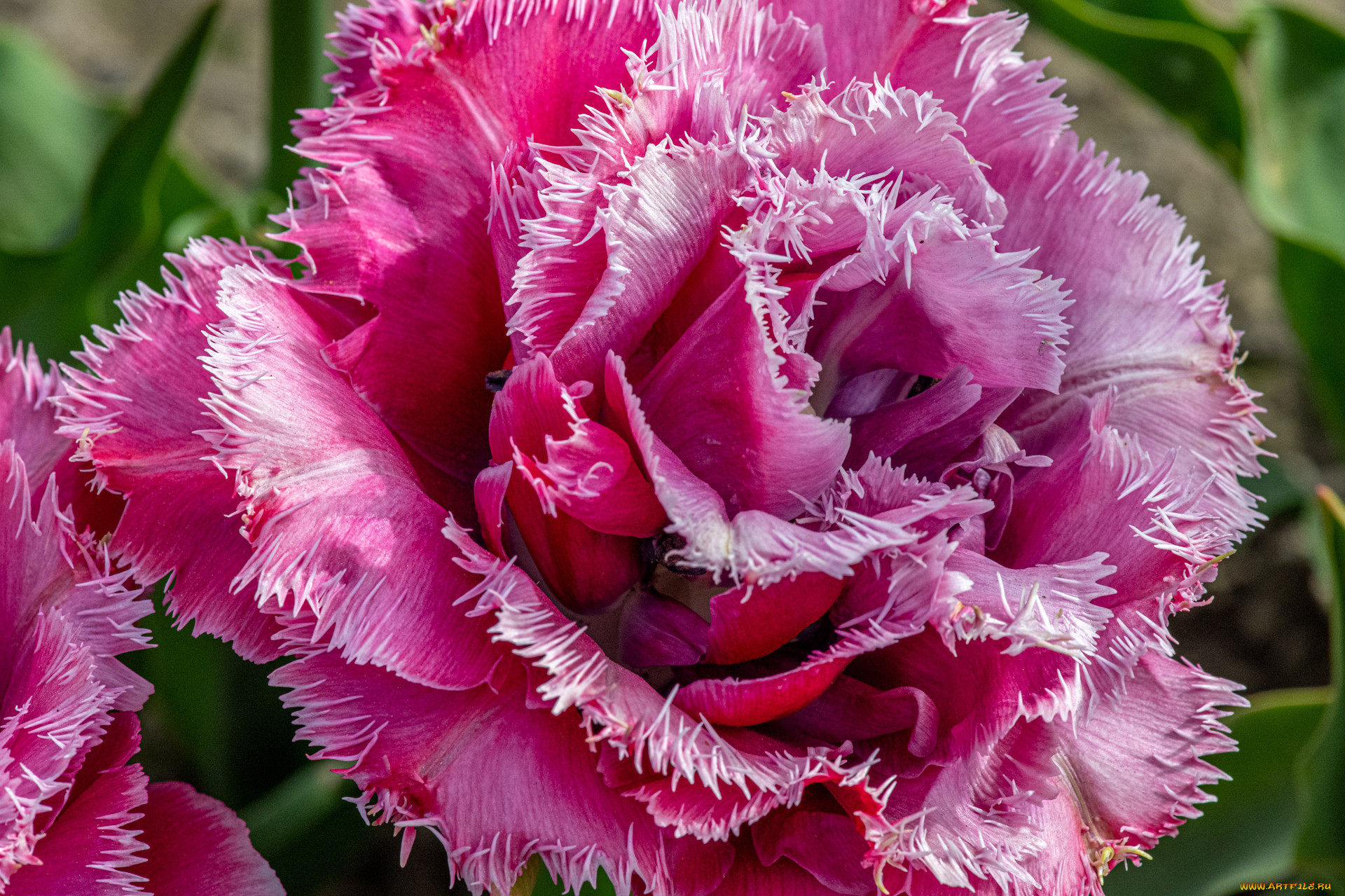 �����, ��������